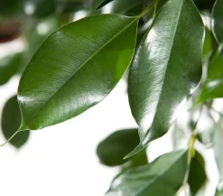 Dehner Birkenfeige - Ficus benjamina 'Forever', verschiedene Farben Clearance