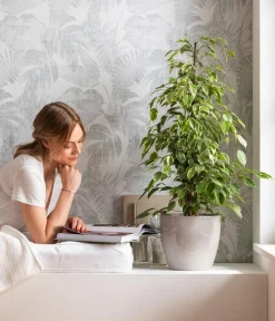 Dehner Grünpflanzen - Birkenfeige - Ficus benjamina 'Forever', verschiedene Farben