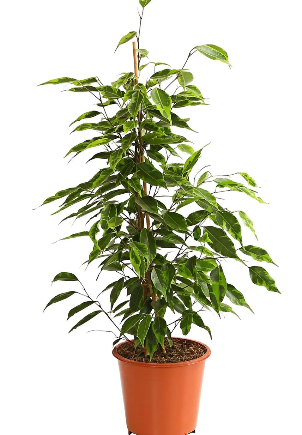 Dehner Grünpflanzen - Birkenfeige - Ficus benjamina 'Forever', verschiedene Farben