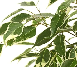 Dehner Grünpflanzen - Birkenfeige - Ficus benjamina 'Forever', verschiedene Farben