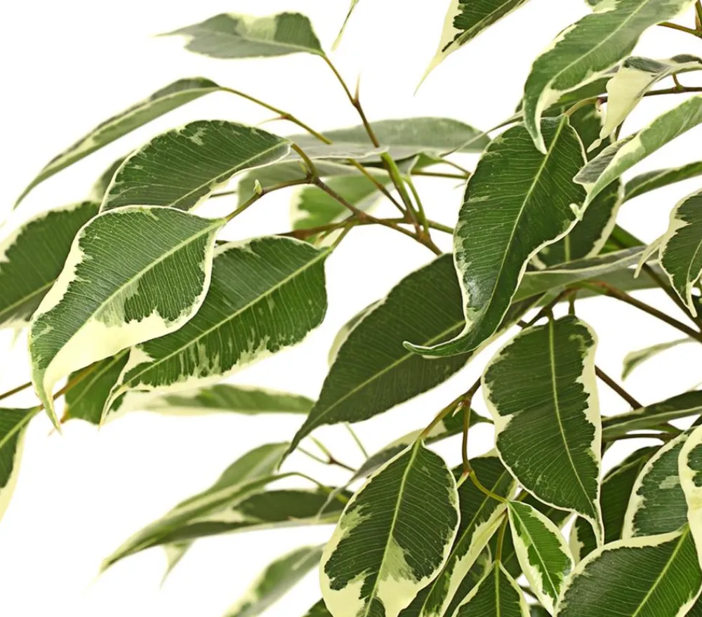 Dehner Grünpflanzen - Birkenfeige - Ficus benjamina 'Forever', verschiedene Farben