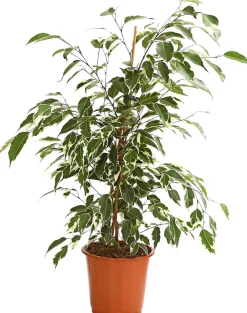 Dehner Grünpflanzen - Birkenfeige - Ficus benjamina 'Forever', verschiedene Farben
