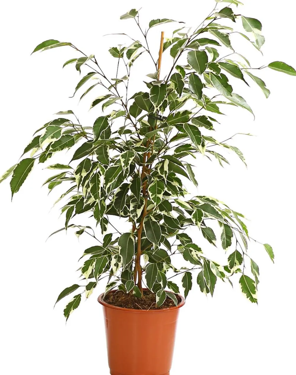 Dehner Grünpflanzen - Birkenfeige - Ficus benjamina 'Forever', verschiedene Farben