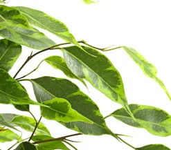 Dehner Grünpflanzen - Birkenfeige - Ficus benjamina 'Forever', verschiedene Farben