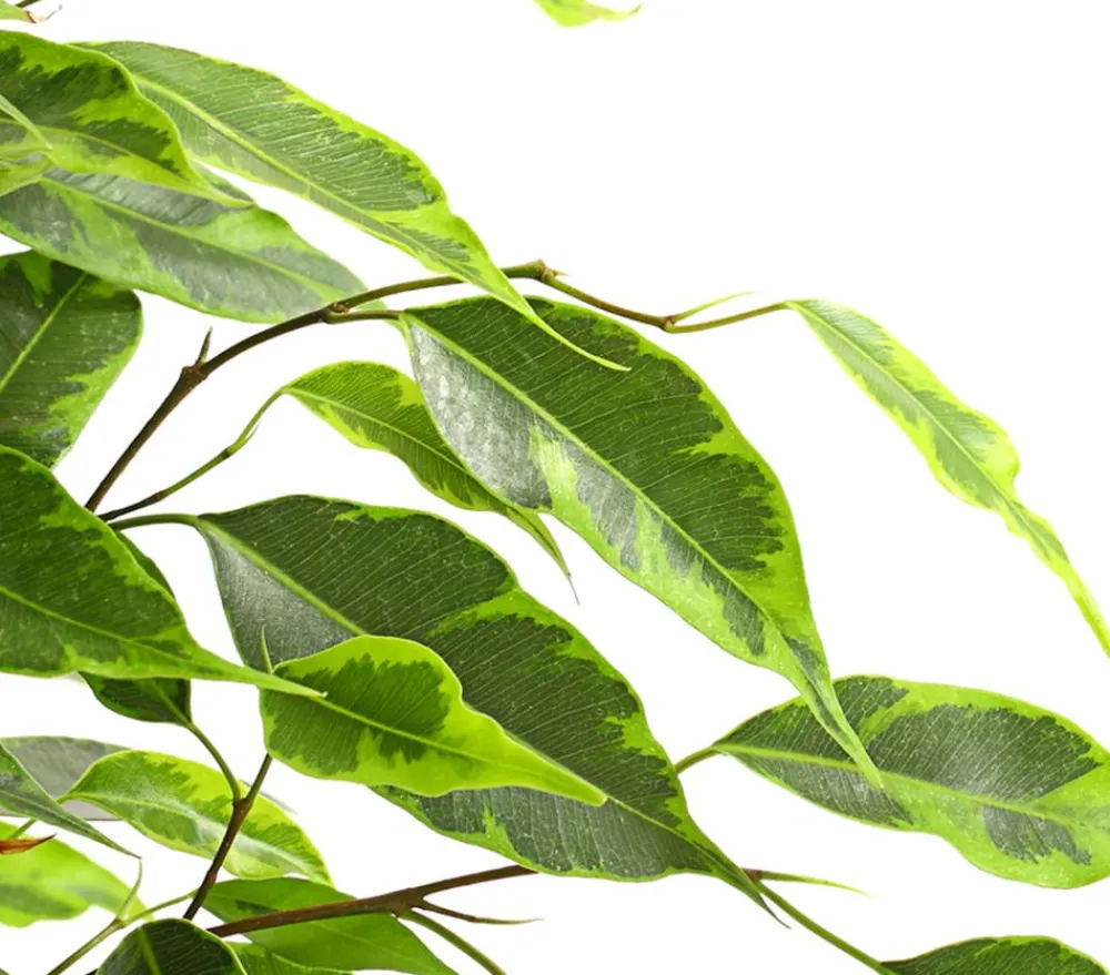 Dehner Grünpflanzen - Birkenfeige - Ficus benjamina 'Forever', verschiedene Farben