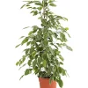 Dehner Grünpflanzen|Solitärpflanzen - Birkenfeige - Ficus benjamina 'Golden King'