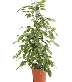 Dehner Grünpflanzen|Solitärpflanzen - Birkenfeige - Ficus benjamina 'Golden King'