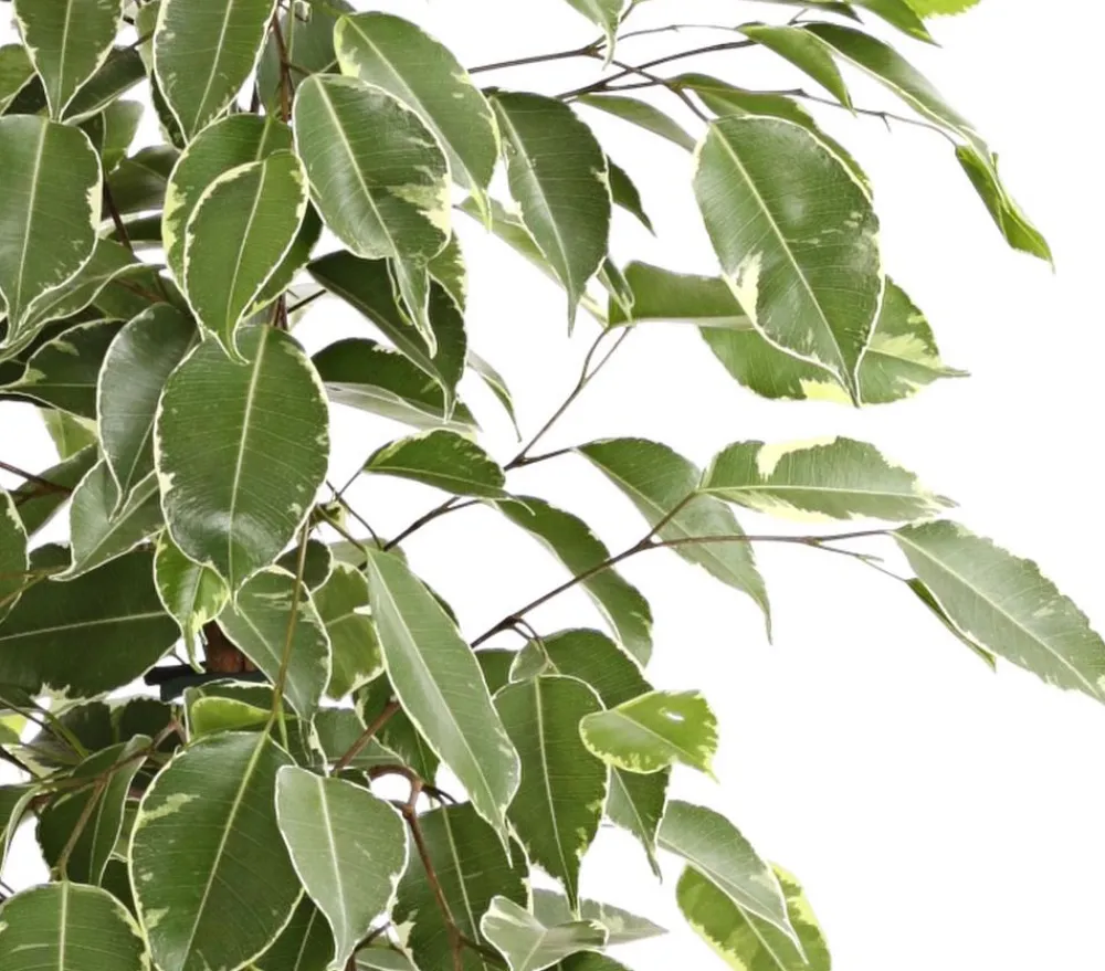 Dehner Grünpflanzen|Solitärpflanzen - Birkenfeige - Ficus benjamina 'Golden King'