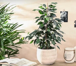 Dehner Grünpflanzen - Birkenfeige - Ficus benjamini 'Danielle' Dunkelgrün