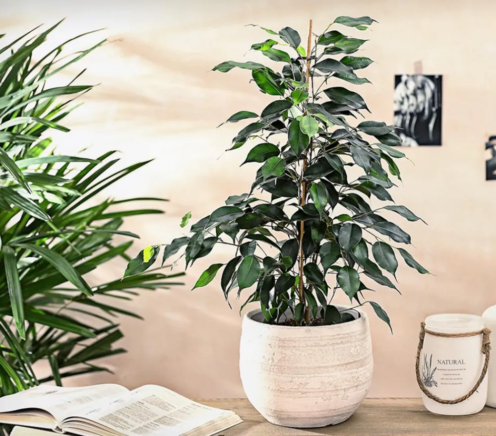 Dehner Grünpflanzen - Birkenfeige - Ficus benjamini 'Danielle' Dunkelgrün