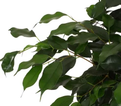 Dehner Grünpflanzen - Birkenfeige - Ficus benjamini 'Danielle' Dunkelgrün