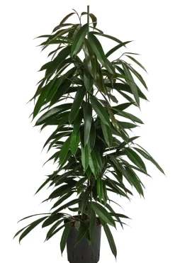 Dehner Birkenfeige - Ficus binnendijkii 'Amstel King', Hydrokultur Dunkelgrün Hot