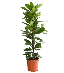Dehner Grünpflanzen - Birkenfeige - Ficus cyathistipula Grün