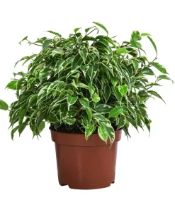 Dehner Grünpflanzen - Birkenfeigen-Set - Ficus benjamini, 2-teilig