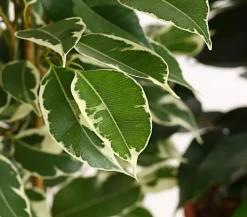 Dehner Zimmerpflanzen-Sets|Grünpflanzen - Birkenfeigen-Set - Ficus benjamini, 3-teilig