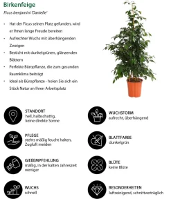 Dehner Zimmerpflanzen-Sets|Grünpflanzen - Birkenfeigen-Set - Ficus benjamini, 3-teilig