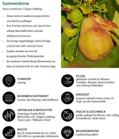 Dehner Obstbäume|Birnen- & Apfelbäume > Birnen-Duo 'Alexander Lucas/Clapps Liebling'