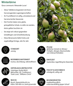 Dehner Obstbäume|Birnen- & Apfelbäume > Birnen-Duo 'Alexander Lucas/Clapps Liebling'