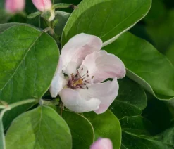 Dehner Nüsse & Besondere Obstbäume|Obstbäume - Birnenquitte Gelb