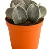 Dehner Sukkulenten - Bischofsmütze - Astrophytum myriostigma