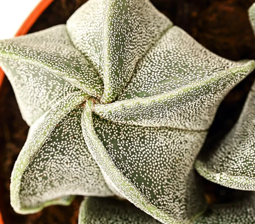 Dehner Sukkulenten - Bischofsmütze - Astrophytum myriostigma