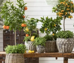 Dehner Zitruspflanzen|Terrassenpflanzen > Bitter 'Chinotto'