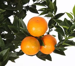 Dehner Zitruspflanzen|Terrassenpflanzen > Bitter 'Chinotto'