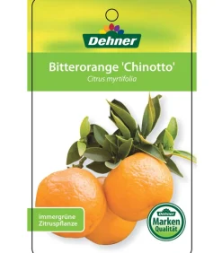 Dehner Zitruspflanzen|Terrassenpflanzen > Bitter 'Chinotto'