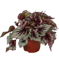Dehner Grünpflanzen > Blattbegonie - Begonia rex-Hybride 'Evening Glow'