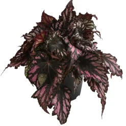 Dehner Grünpflanzen > Blattbegonie - Begonia rex-Hybride, verschiedene Sorten