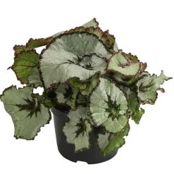 Dehner Grünpflanzen > Blattbegonie - Begonia rex-Hybride, verschiedene Sorten