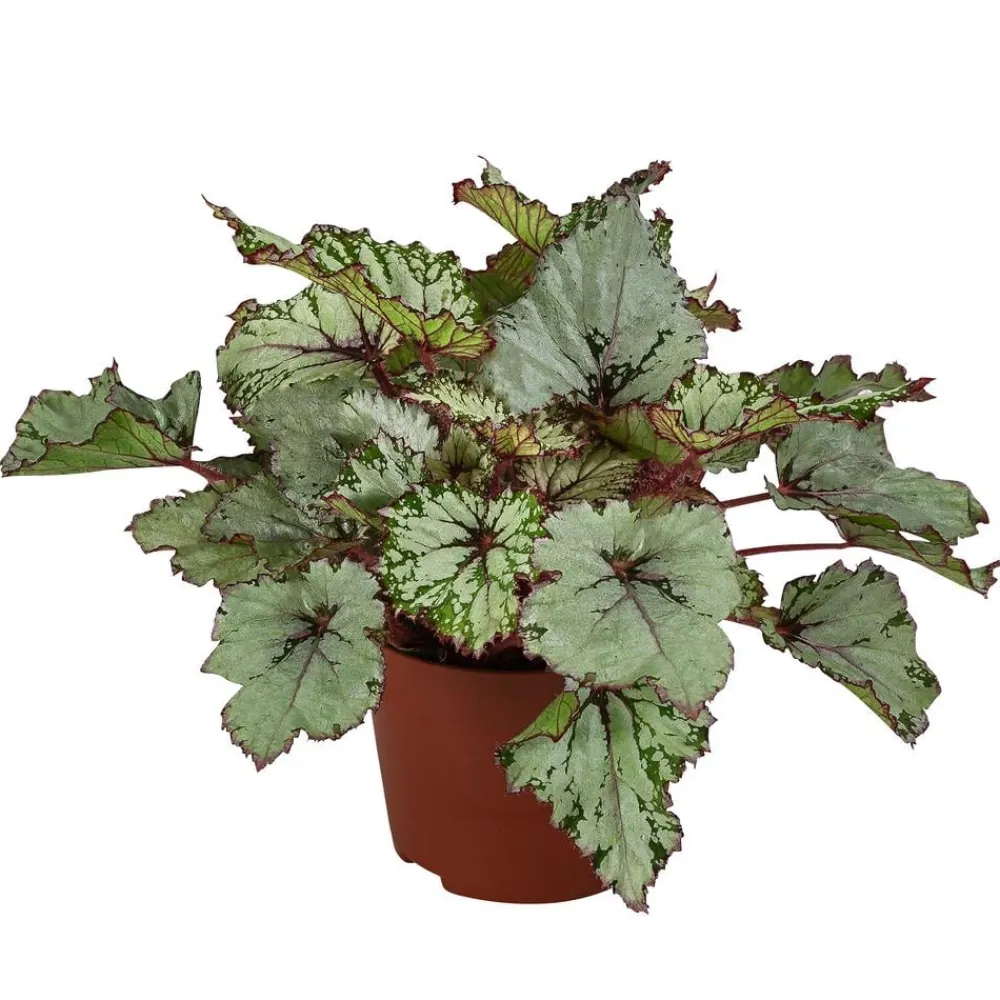 Dehner Blattbegonie - Begonia rex-Hybride 'Asian Tundra' Best