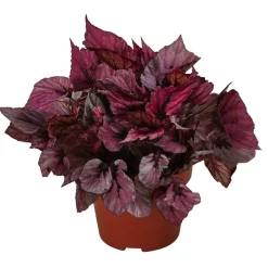 Dehner Grünpflanzen - Blattbegonie - Begonia rex-Hybride 'Indian Summer' Lila