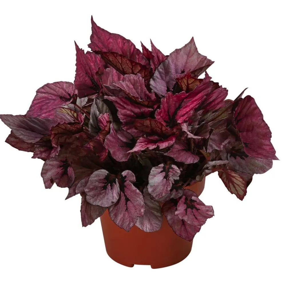 Dehner Grünpflanzen - Blattbegonie - Begonia rex-Hybride 'Indian Summer' Lila