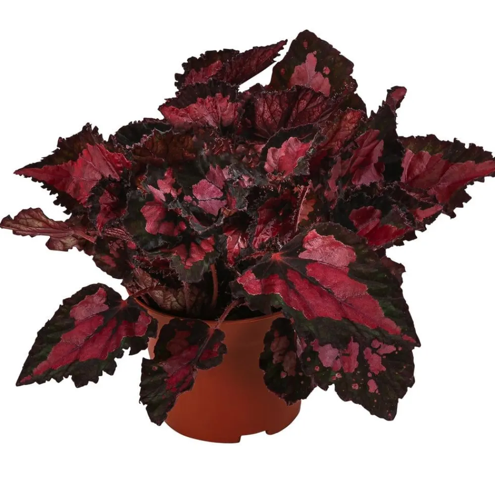 Dehner Grünpflanzen - Blattbegonie - Begonia rex-Hybride 'Inca Night'