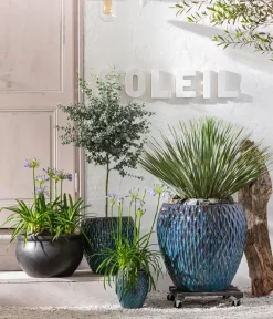 Dehner Palmen|Terrassenpflanzen - Blaublättrige Palmlilie Dunkelgrün