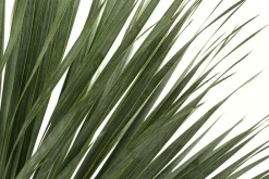 Dehner Palmen|Terrassenpflanzen - Blaublättrige Palmlilie Dunkelgrün
