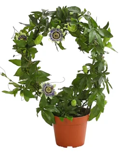 Dehner e Passionsblume Discount