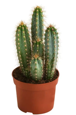 Dehner Kakteen > Blauer Haarsäulenkaktus - Pilosocereus azureus
