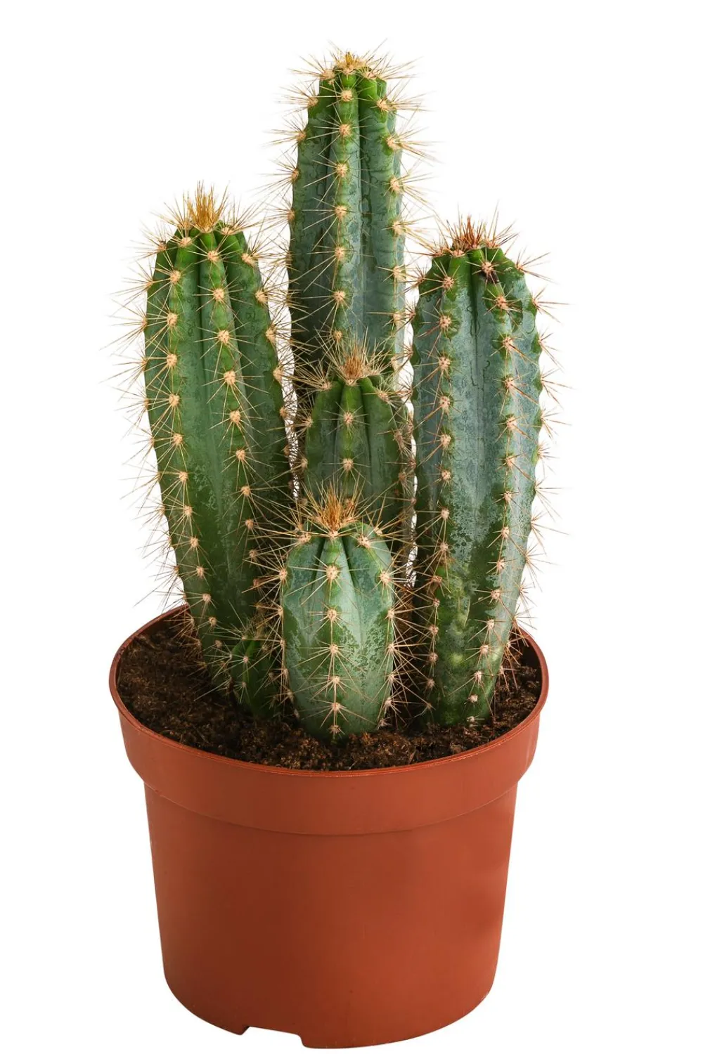 Dehner Kakteen > Blauer Haarsäulenkaktus - Pilosocereus azureus