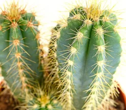 Dehner Kakteen - Blauer Haarsäulenkaktus - Pilosocereus azureus