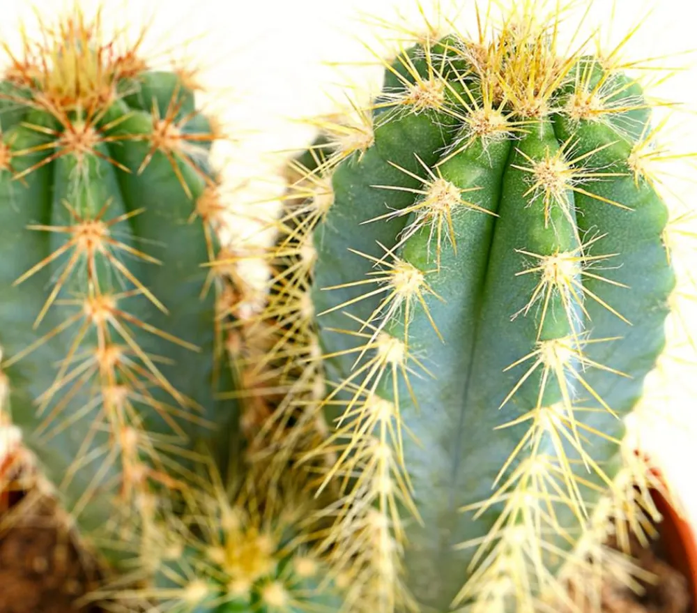 Dehner Kakteen - Blauer Haarsäulenkaktus - Pilosocereus azureus