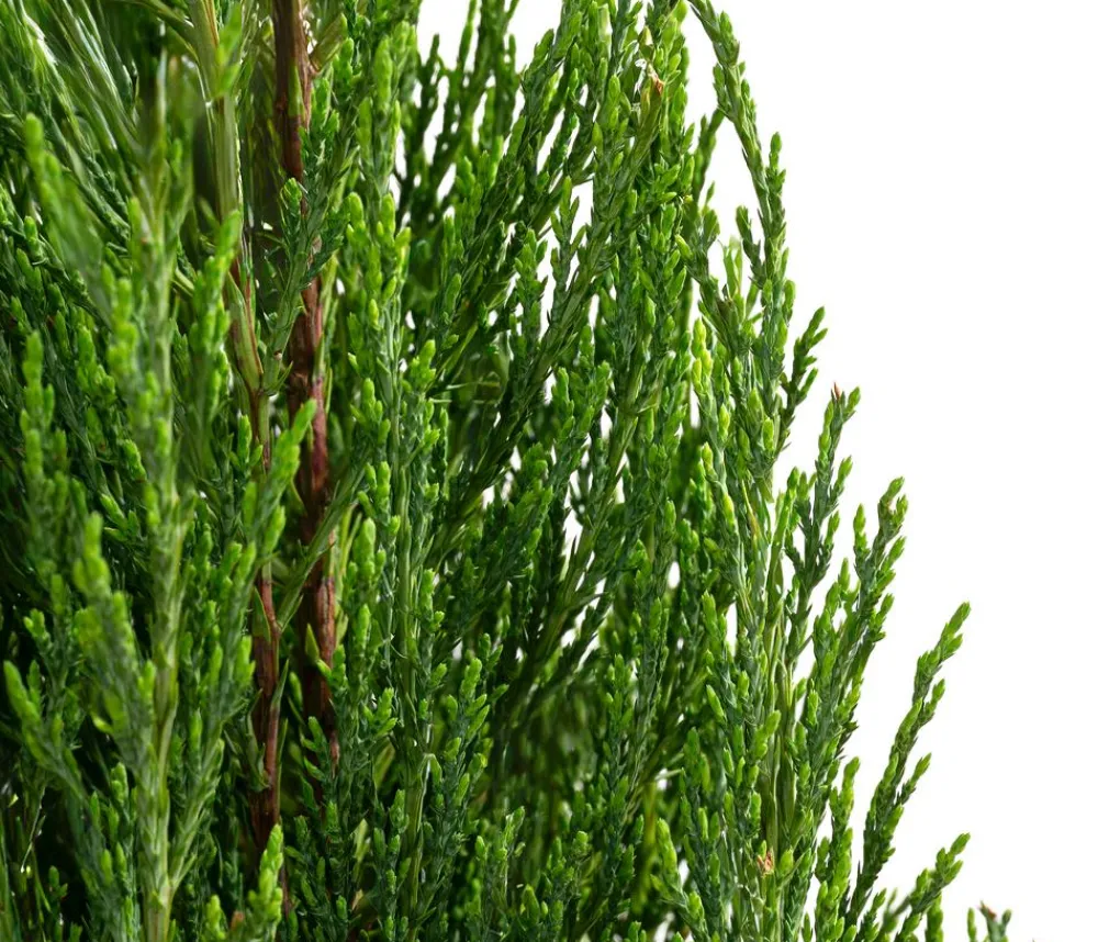 Dehner Xxl-Gartenpflanzen|Koniferen - er Zypressen-Wacholder 'Blue Arrow'
