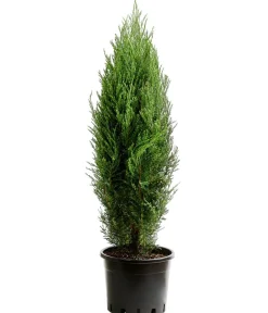 Dehner Xxl-Gartenpflanzen|Koniferen - er Zypressen-Wacholder 'Blue Arrow'