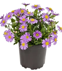 Dehner Blaues Gänseblümchen Lavendel