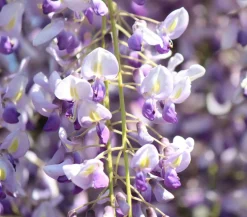 Dehner Blauregen 'Amethyst Falls®' Lavendel Hot