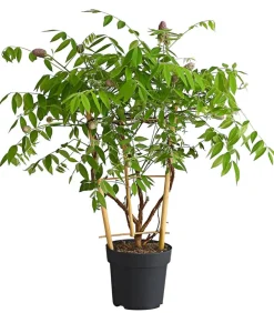 Dehner Blauregen 'Amethyst Falls®' Lavendel Hot