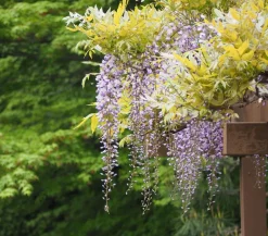 Dehner Blauregen 'Amethyst Falls®' Lavendel Hot