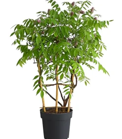 Dehner Kletterpflanzen - Blauregen 'Amethyst Falls®' Lavendel