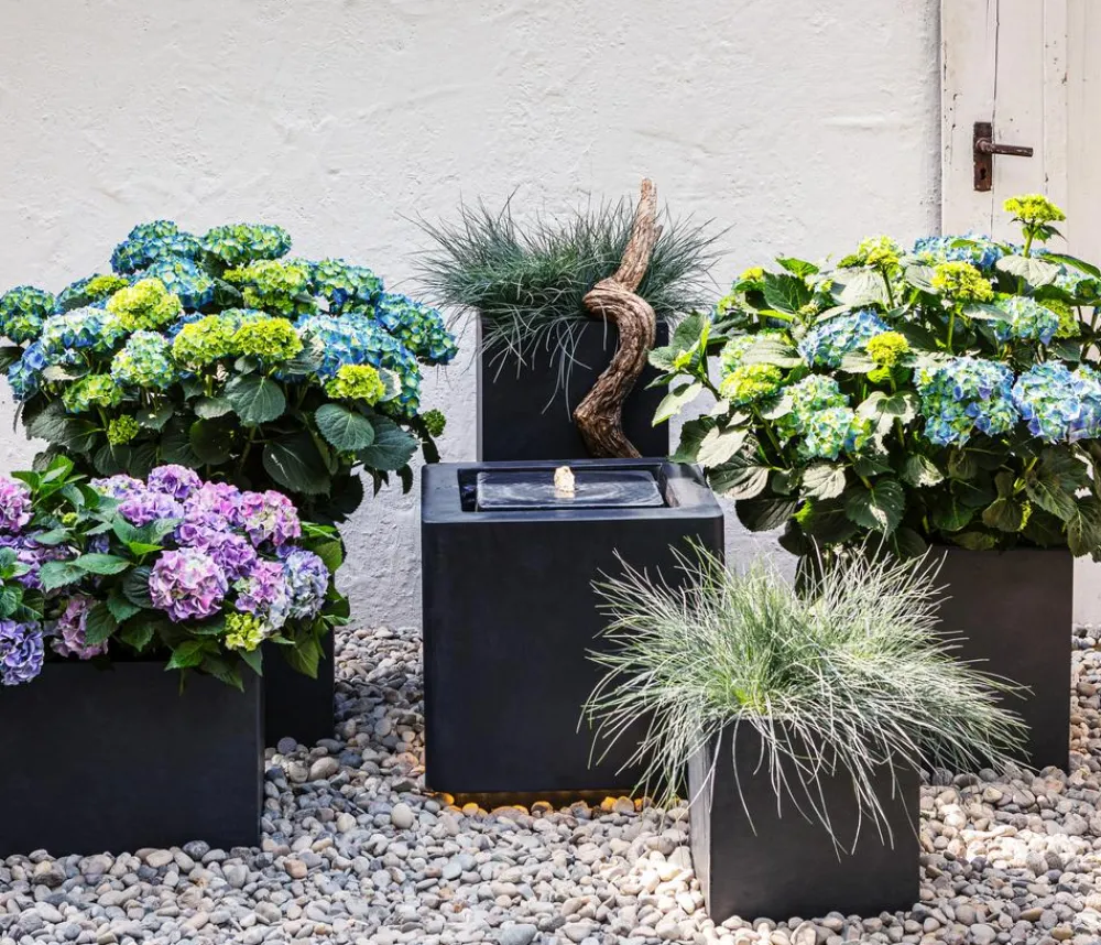 Dehner Grabschmuck & Grabgestaltung|Gräser - schwingel 'Compact Blue'